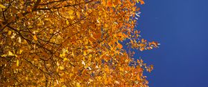 Превью обои дерево, ветки, листья, желтый, осень