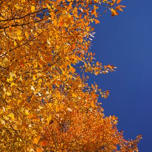 Превью обои дерево, ветки, листья, желтый, осень