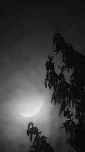 Превью обои дерево, ветки, луна, туман, ночь, темный