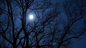 Превью обои дерево, ветки, луна, ночь, темный