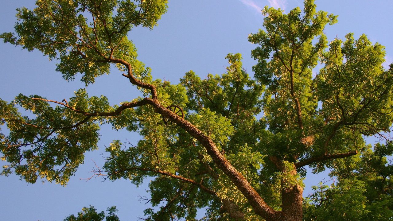 Обои дерево, ветки, многолетнее, лето, снизу, небо, голубое
