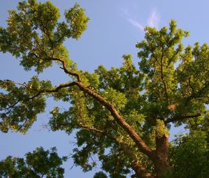Превью обои дерево, ветки, многолетнее, лето, снизу, небо, голубое
