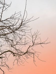Превью обои дерево, ветки, небо, минимализм
