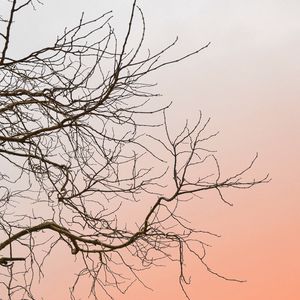 Превью обои дерево, ветки, небо, минимализм