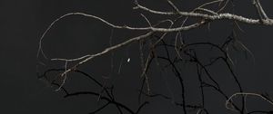 Превью обои дерево, ветки, небо, темный