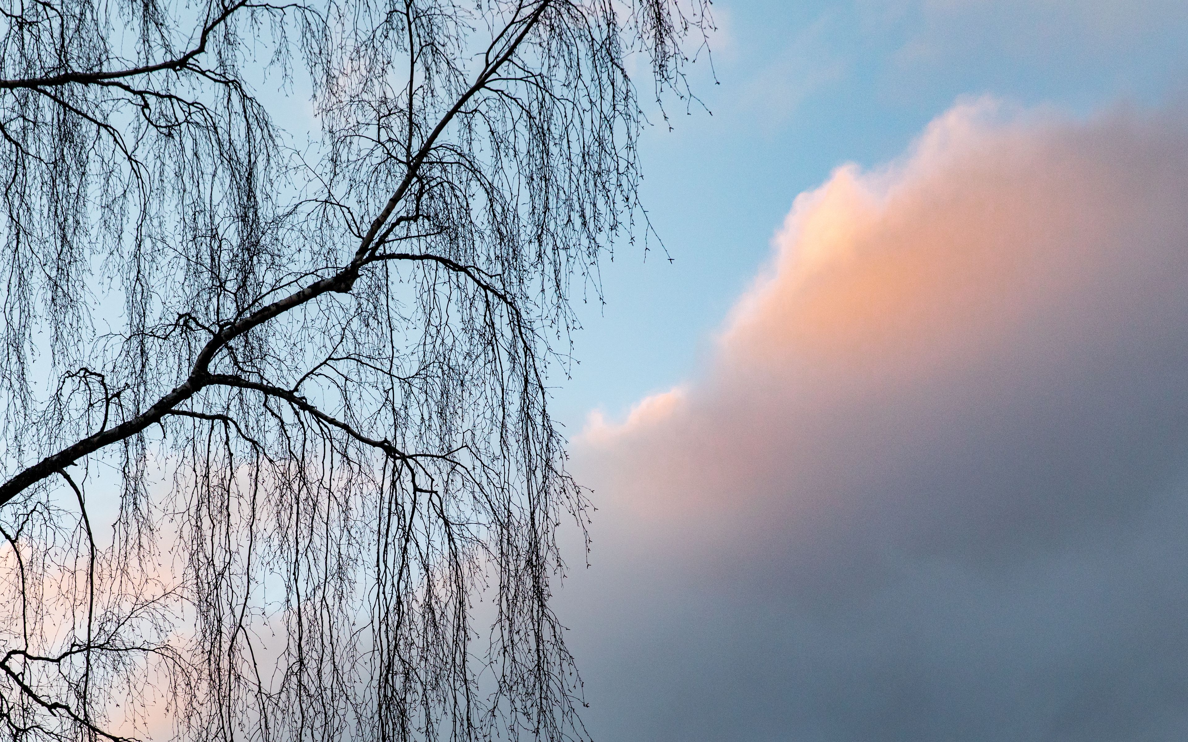 облако на ветке. ветки на фоне неба. ветки на фоне неба. ветки деревьев в небе голубом. ветки облака.