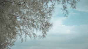Превью обои дерево, ветки, отражение, вода, поверхность