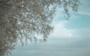 Превью обои дерево, ветки, отражение, вода, поверхность