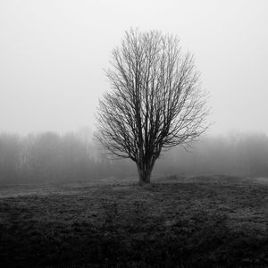 Превью обои дерево, ветки, поле, туман, природа, черно-белый