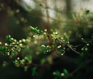 Превью обои дерево, ветки, ростки, весна, макро