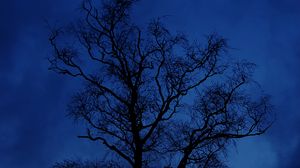 Превью обои дерево, ветки, силуэт, ночь, небо, темный