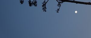 Превью обои дерево, ветки, силуэт, луна, минимализм