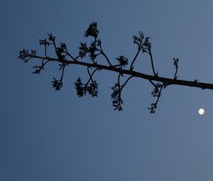 Превью обои дерево, ветки, силуэт, луна, минимализм