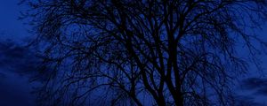 Превью обои дерево, ветки, силуэты, ночь, темный, синий