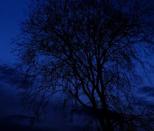 Превью обои дерево, ветки, силуэты, ночь, темный, синий