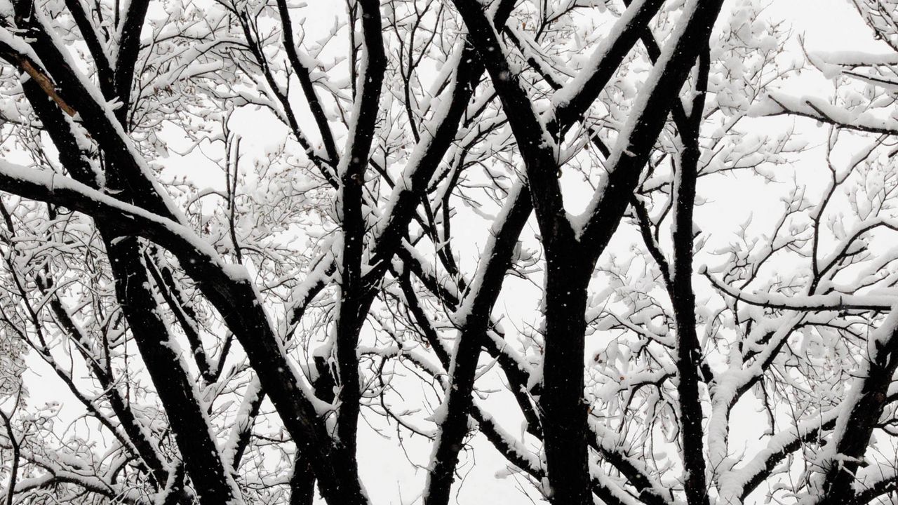 Обои дерево, ветки, снег, чб, зима