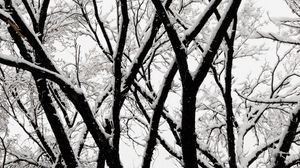 Превью обои дерево, ветки, снег, чб, зима