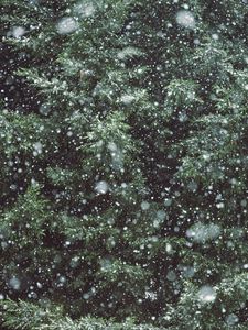 Превью обои дерево, ветки, снег, снегопад, зима