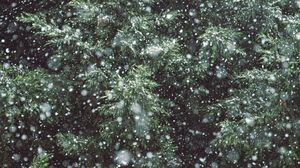 Превью обои дерево, ветки, снег, снегопад, зима