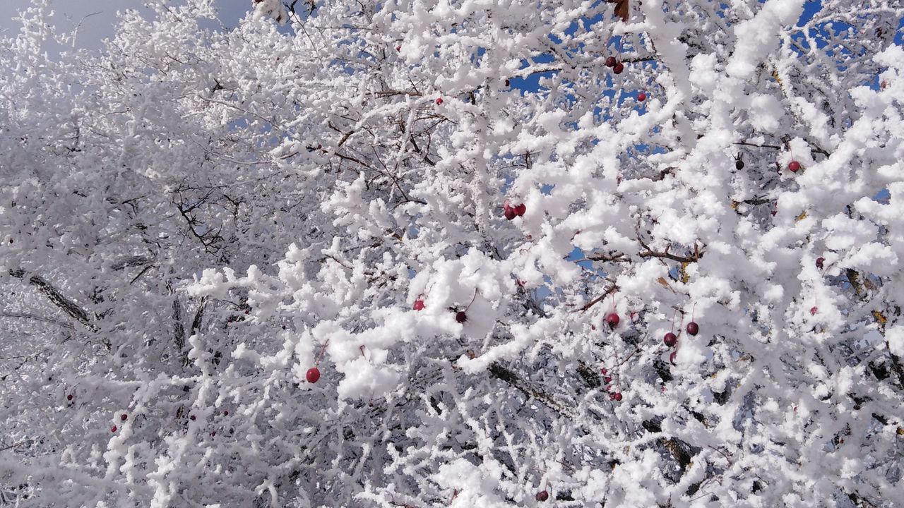 Обои дерево, ветки, снег, ягоды, зима