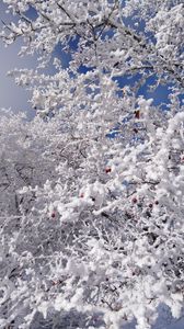 Превью обои дерево, ветки, снег, ягоды, зима