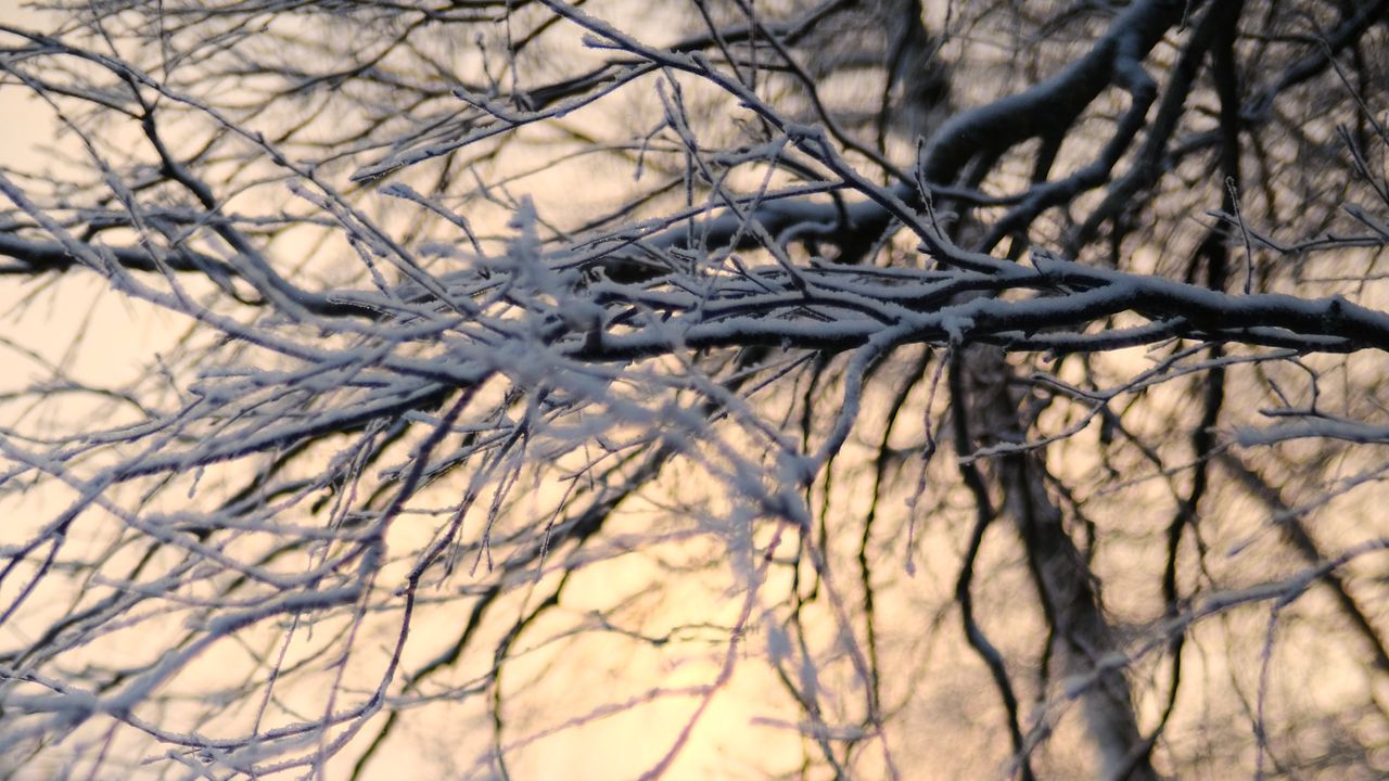 Обои дерево, ветки, снег, зима, сумерки, природа