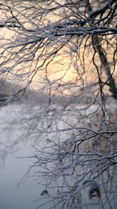 Превью обои дерево, ветки, снег, зима, сумерки, природа
