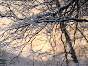 Превью обои дерево, ветки, снег, зима, сумерки, природа