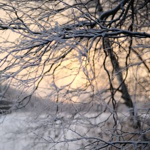 Превью обои дерево, ветки, снег, зима, сумерки, природа