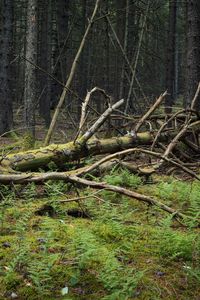 Превью обои дерево, ветки, сухой, мох, лес