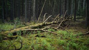 Превью обои дерево, ветки, сухой, мох, лес