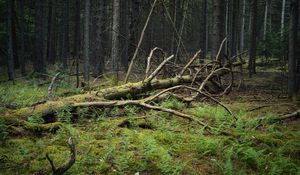Превью обои дерево, ветки, сухой, мох, лес