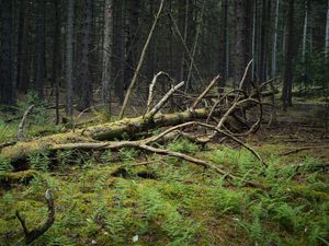 Превью обои дерево, ветки, сухой, мох, лес