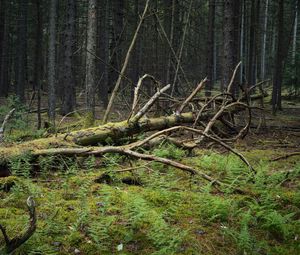 Превью обои дерево, ветки, сухой, мох, лес