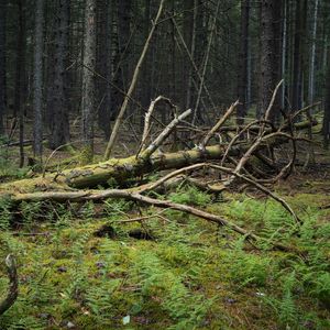 Превью обои дерево, ветки, сухой, мох, лес