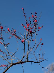 Превью обои дерево, ветки, цветы, весна, макро