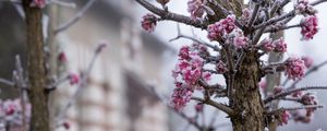 Превью обои дерево, ветки, цветы, иней, макро