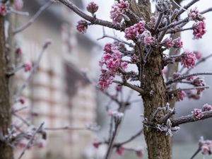 Превью обои дерево, ветки, цветы, иней, макро