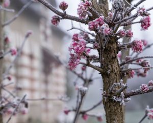 Превью обои дерево, ветки, цветы, иней, макро