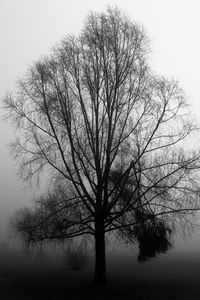 Превью обои дерево, ветки, туман, мгла, черно-белый