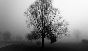 Превью обои дерево, ветки, туман, мгла, черно-белый