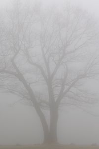 Превью обои дерево, ветки, туман, мгла, мрачный