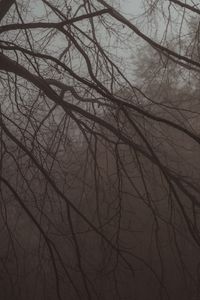 Превью обои дерево, ветки, туман, мгла, темный