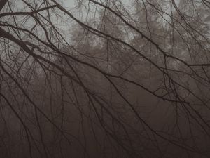 Превью обои дерево, ветки, туман, мгла, темный