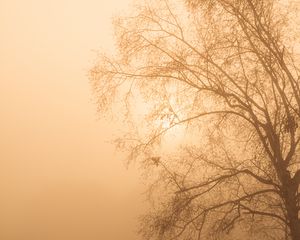 Превью обои дерево, ветки, туман, мгла