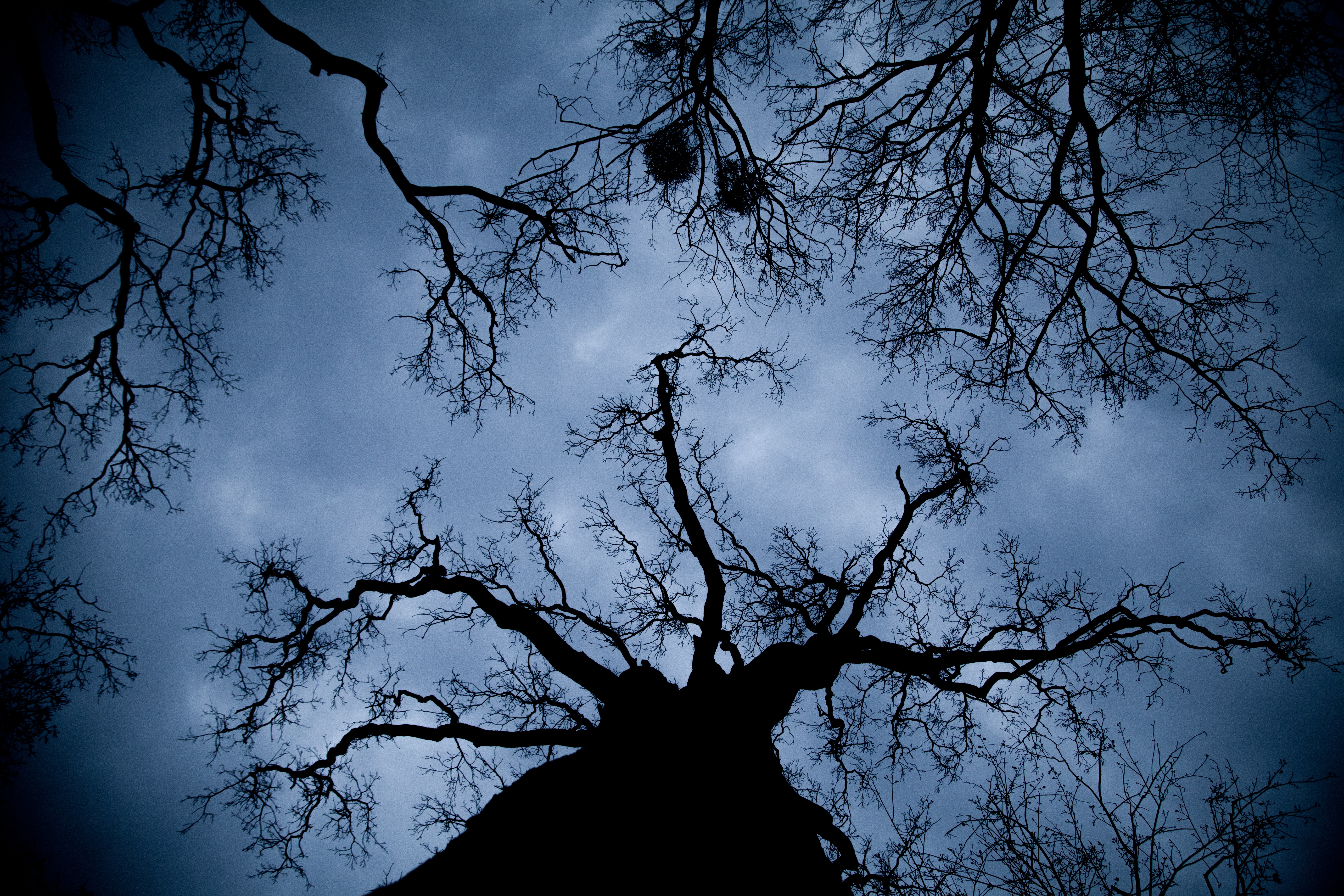 Дерево молчания. Темное дерево. Мрачное дерево. Ветка дерева. Дерево ночью.