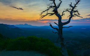 Превью обои дерево, ветки, закат, кусты