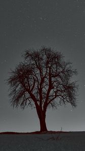 Превью обои дерево, ветки, звездное небо, звезды, ночь, горизонт
