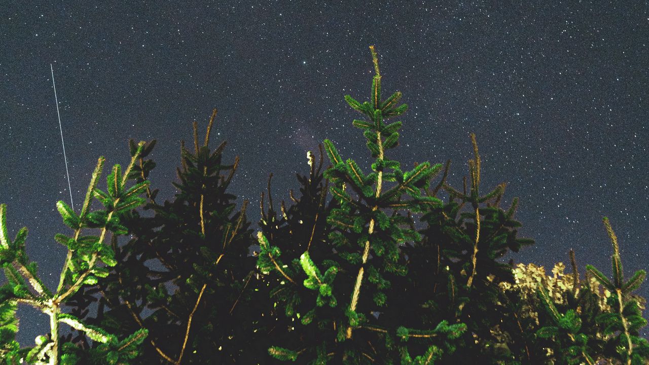 Обои дерево, ветки, звездное небо, ночь, темный