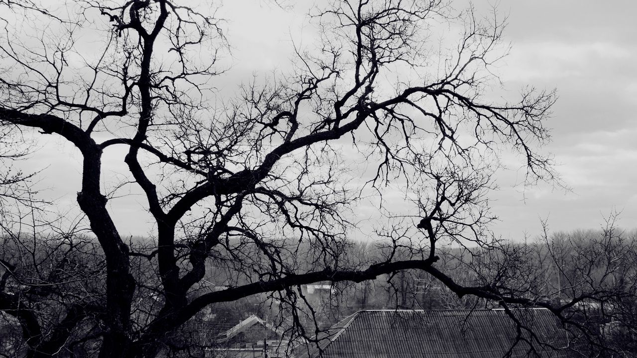 Обои дерево, ветви, черно-белые, крыша, жутко, мрачные